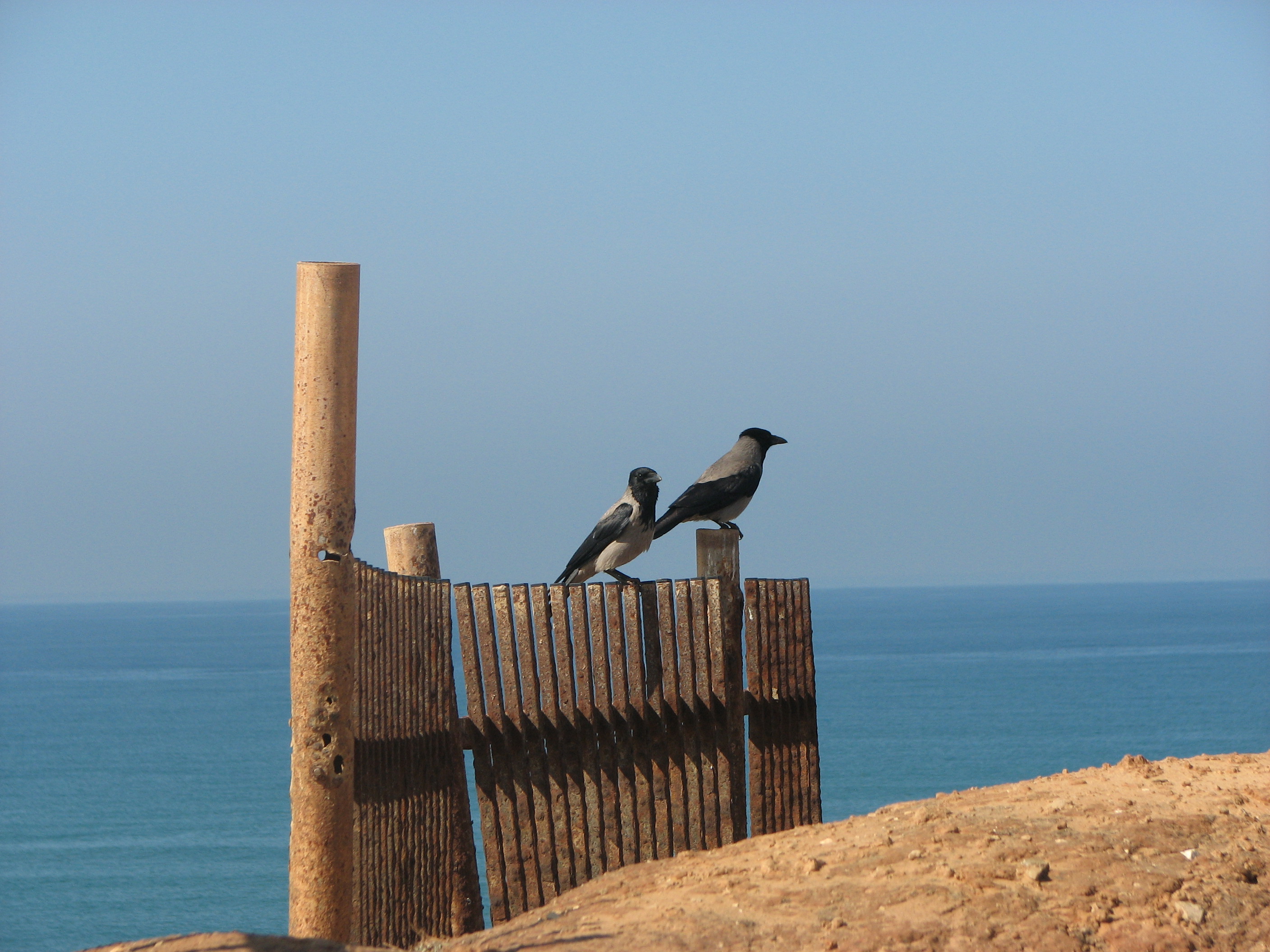 האם החוף בסכנה מיותרת?